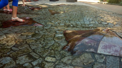 Alexandra Koláčková, Pochozí fontána s rejnoky, ZOO Zlín-Lešná - foto