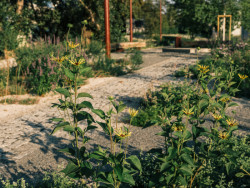 Má ale taky řadu komponovaných částí, kde byly vysazeny rostliny, které odolají jak suchu, tak extrémnímu zamokření. (Park U Vody v Praze-Holešovicích, YYYY)
