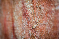 Umělecká tapeta od Canonu