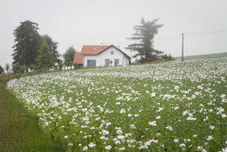 Stavení se nachází na osamoceném místě na Vysočině