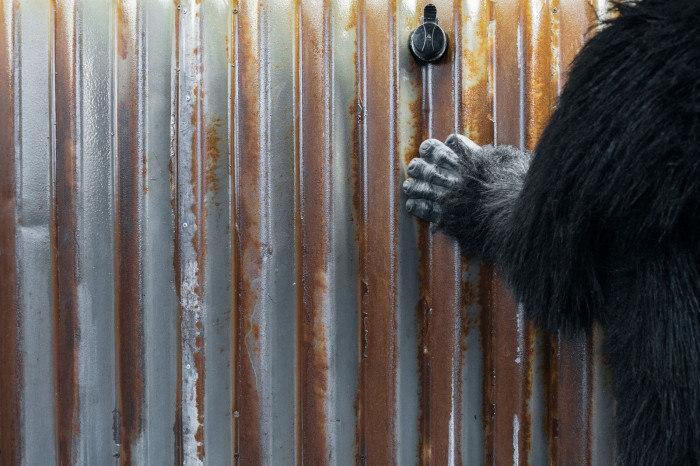 Mjölk architekti, Chicago grill, foto