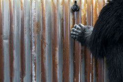 Mjölk architekti, Chicago grill, foto