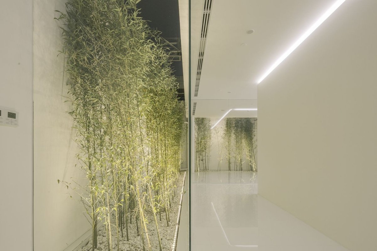 Bamboo Forest, V Studio