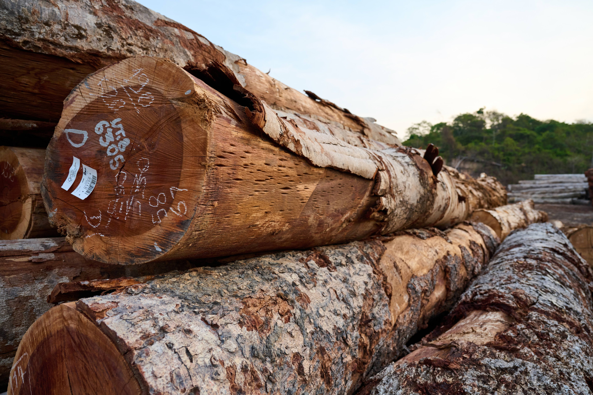 Společnost mmcité nabízí nábytek a mobiliář z jatoby s označením FSC. Díky tomu splňuje nejpřísnější kritéria pro její těžbu v amazonském pralese.