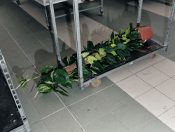 Kniha "Plantlovers. Neviditelná botanika městského prostředí" se věnuje rostlinám a udržitelnosti