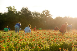 Cultivation of calendula plants, apothecary garden, Schwäbisch Gmünd, Germany, 2016