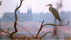 Od 21. března do 1. září bude v pražském CAMPu k vidění výstava Planeta Praha, která pozoruje město „očima“ rostlin a živočichů.