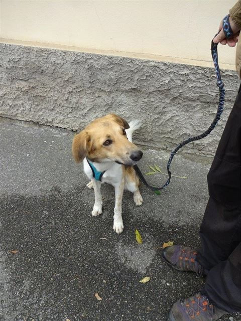 Psí výcházka po Bubenči a Bubnech