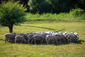 Zvláštní uznání poroty získal také projekt tradiční hospodaření v srdci Bzenecké Doubravy