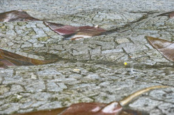 Alexandra Koláčková, Pochozí fontána s rejnoky, ZOO Zlín-Lešná - foto
