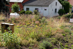 Praha – biodiverzní zelená střecha